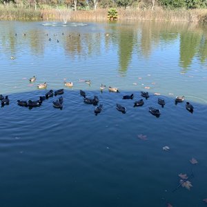 IMG_1941.jpeg