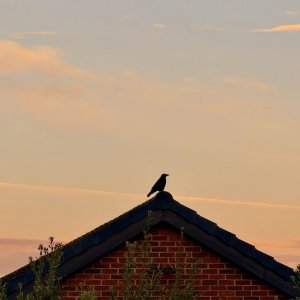 IMG_0667.jpeg