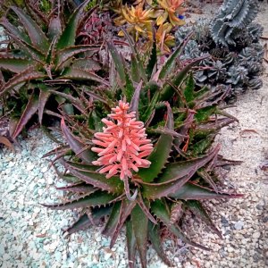 IMG_20250730_112052 cropxv.jpg