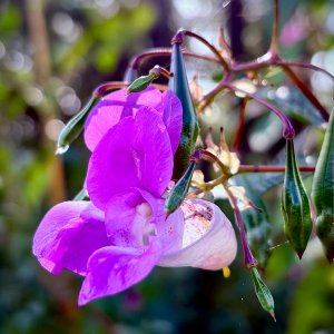 IMG_0100.jpeg