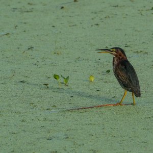 Wetlands Oct 2025 -2500px-6.jpg