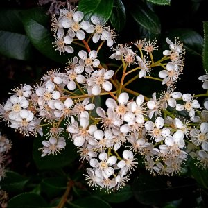 IMG_20250425_161036 xv.jpg