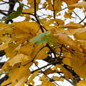 Leaves20251015-2.jpg