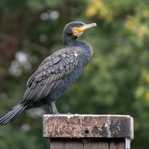 DSC_3133.jpg