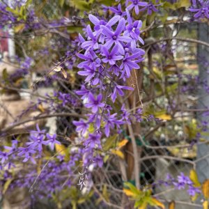 IMG_5717.jpeg