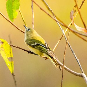Ruby-crowned Kinglet 0002.jpg