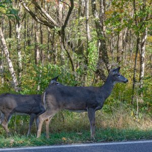 Shenandoah & Blue Ridge - 2500px-1.jpg