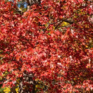 Shenandoah & Blue Ridge 2500px-35.jpg