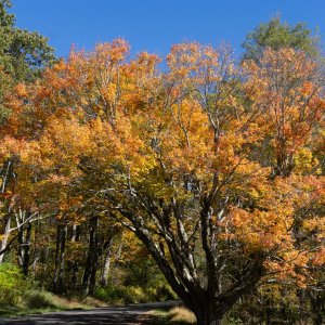 Shenandoah & Blue Ridge - 2500px-7.jpg