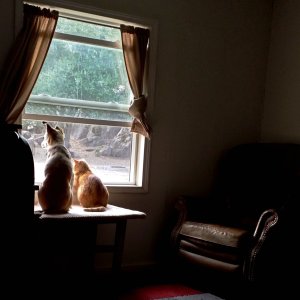 Loki & Kittyboy sharing _window seat_.jpg