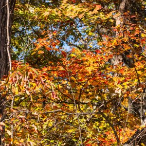 Shenandoah & Blue Ridge 2500px-36.jpg