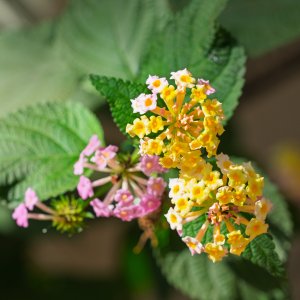 flower20180920.jpg