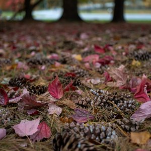 2025-10-28 ~ A7C06781.jpg