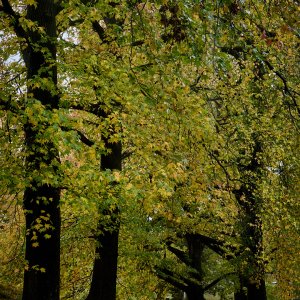 2025-10-30 ~ R52_7646.jpg