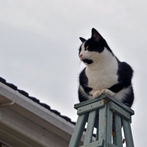 King Of The Castle.JPG