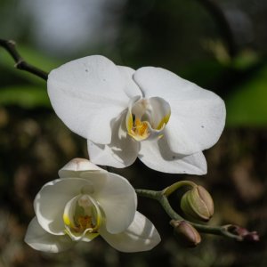 Leu Gardens Nov 2025 - 2500px-4.jpg