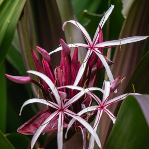 Leu Gardens Nov 2025 - 2500px-6.jpg