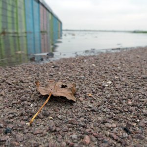 Shore Leaf.JPG