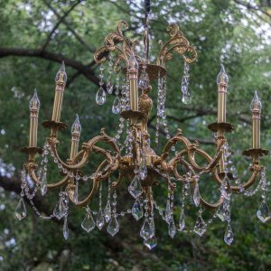 Leu Gardens Nov 2025 - 2500px-7.jpg