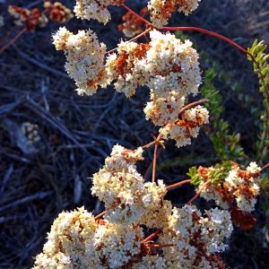 IMG_20251019_093636 x.jpg