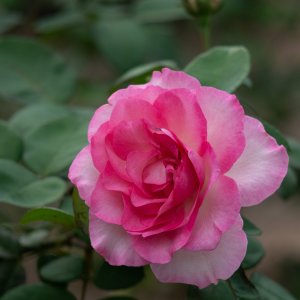 Leu Gardens Nov 2025 - 2500px-12.jpg