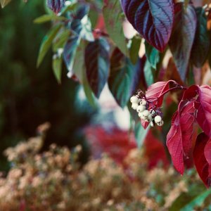 autumnberries - 1.jpeg