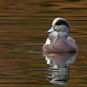 American_Wigeon_GRH3774_20251108_1600p - Copy.jpg