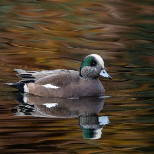 American_Wigeon_GRH3838_20251108_1600p - Copy.jpg