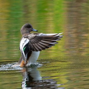 American_Wigeon_GRH3181_20251108_1600p - Copy.jpg