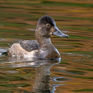 Ringneck_Duck_GRH3648_20251108_1200p - Copy.jpg