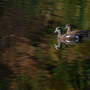 American_Wigeon_GRH4546_20251108_1600p - Copy.jpg