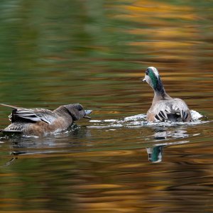 American_Wigeon_GRH4221_20251108_1600p - Copy.jpg