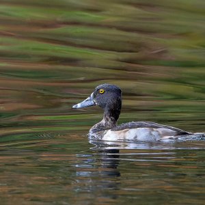 Ringneck_Duck_GRH3408_20251108_1600p - Copy.jpg