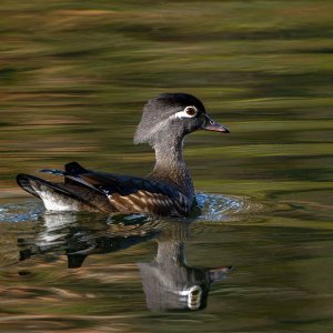 Wood_Duck_GRH4599_20251109_1600p - Copy.jpg