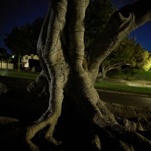 2025-11-10 ~ A7C08091.jpg