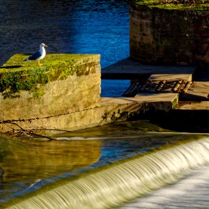 Seagull and Weir.jpeg