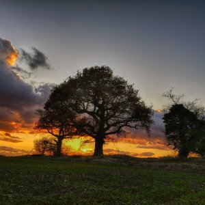 Two Trees on Fire.jpg