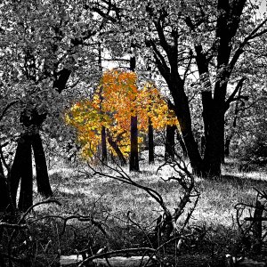 Fall&Fallen4-b copy2 xlpop.jpg