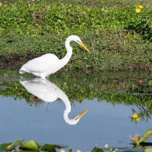 Wetlands Nov 2025 - 2500px-4.jpg