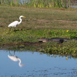 Wetlands Nov 2025 - 2500px-11.jpg