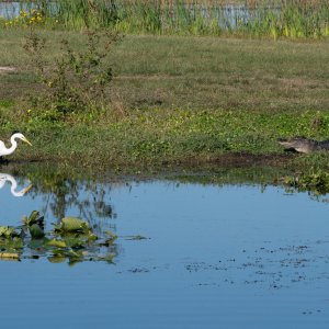 Wetlands Nov 2025 - 2500px-10.jpg