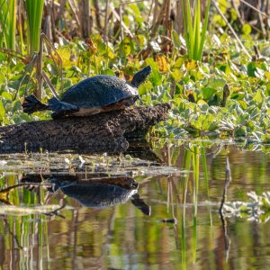 Wetlands Nov 2025 - 2500px-2.jpg