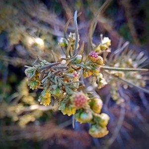 IMG_20251102_081242 cropxv.jpg