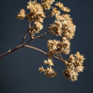 2025-12-03 ~ R52_3133.jpg