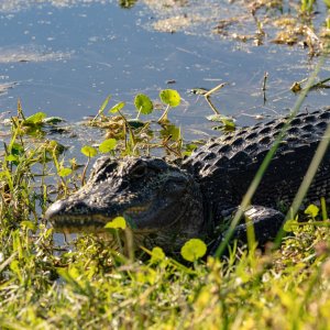 Wetlands Nov 2025 - 2500px-7.jpg