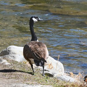 Goose_073A.jpg