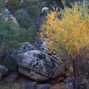 fall creek tree 2x.jpg