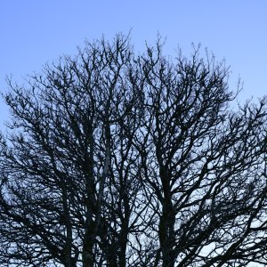 Tree20251119-1.jpg