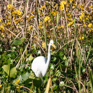 Wetlands Nov 2025 - 2500px-12.jpg