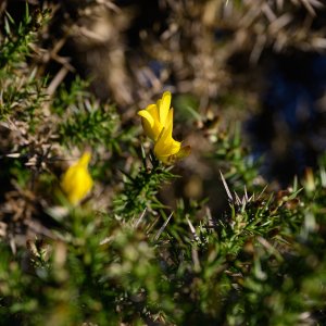 Gorse20251120-2.jpg